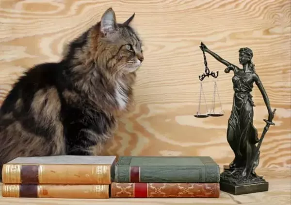 Direito dos animais e responsabilidade civil do médico veterinário