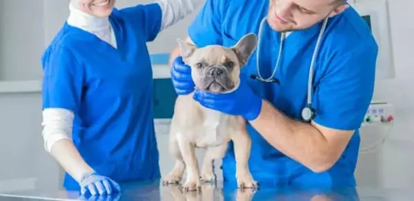 I Simpósio De Abordagens Clinicas Aplicadas à Anatomia Veterinária - Tijuca