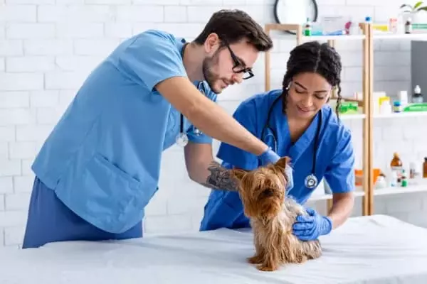 Aula Experimental: Medicina Veterinária