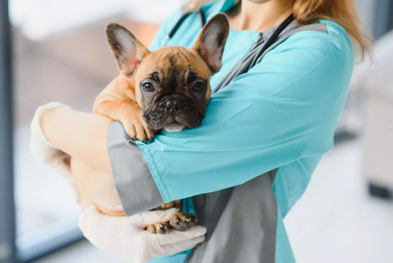 Palestra – A importância das aulas de moforlogia veterinária