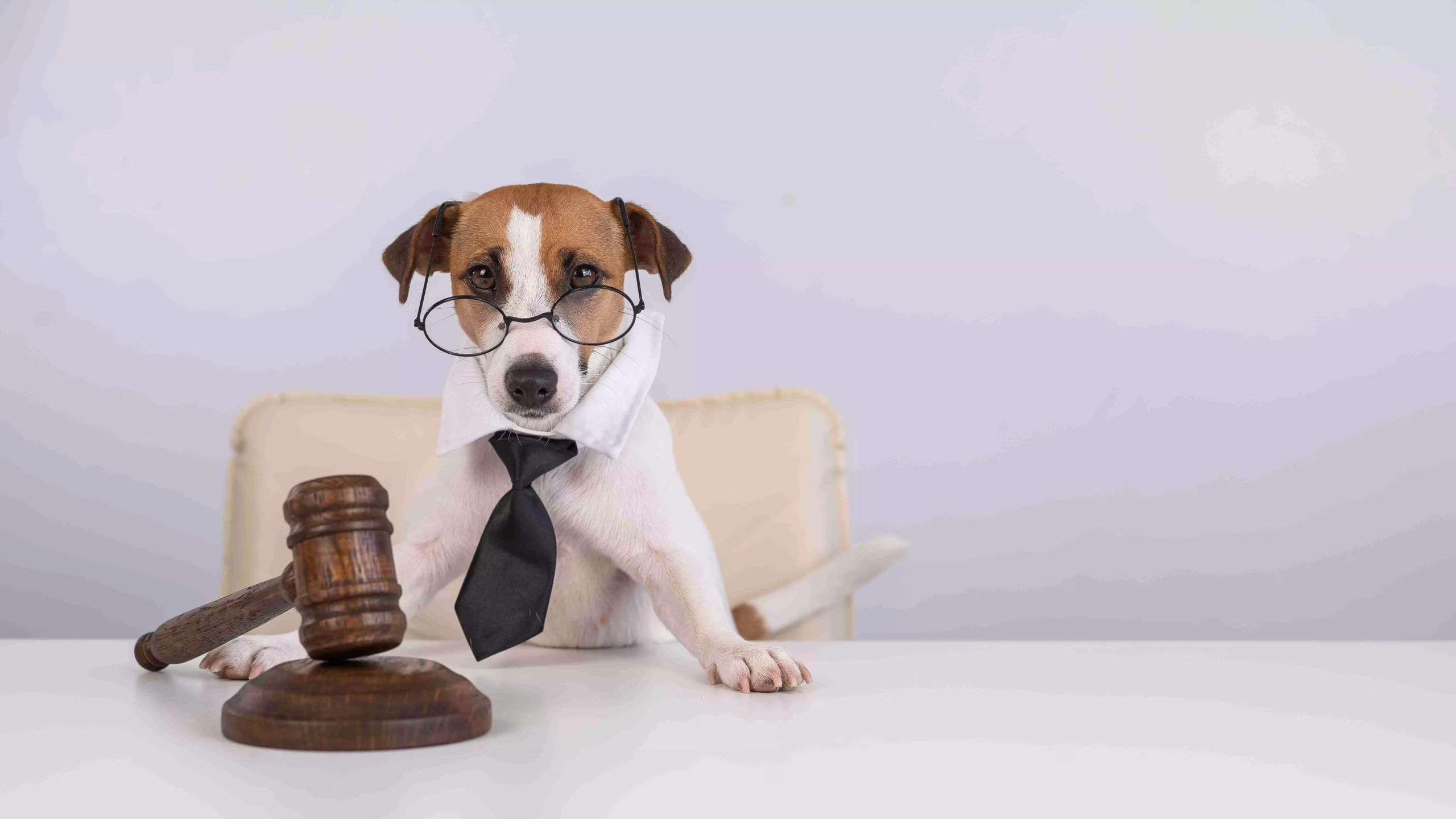 I Jornada de Direito dos Animais