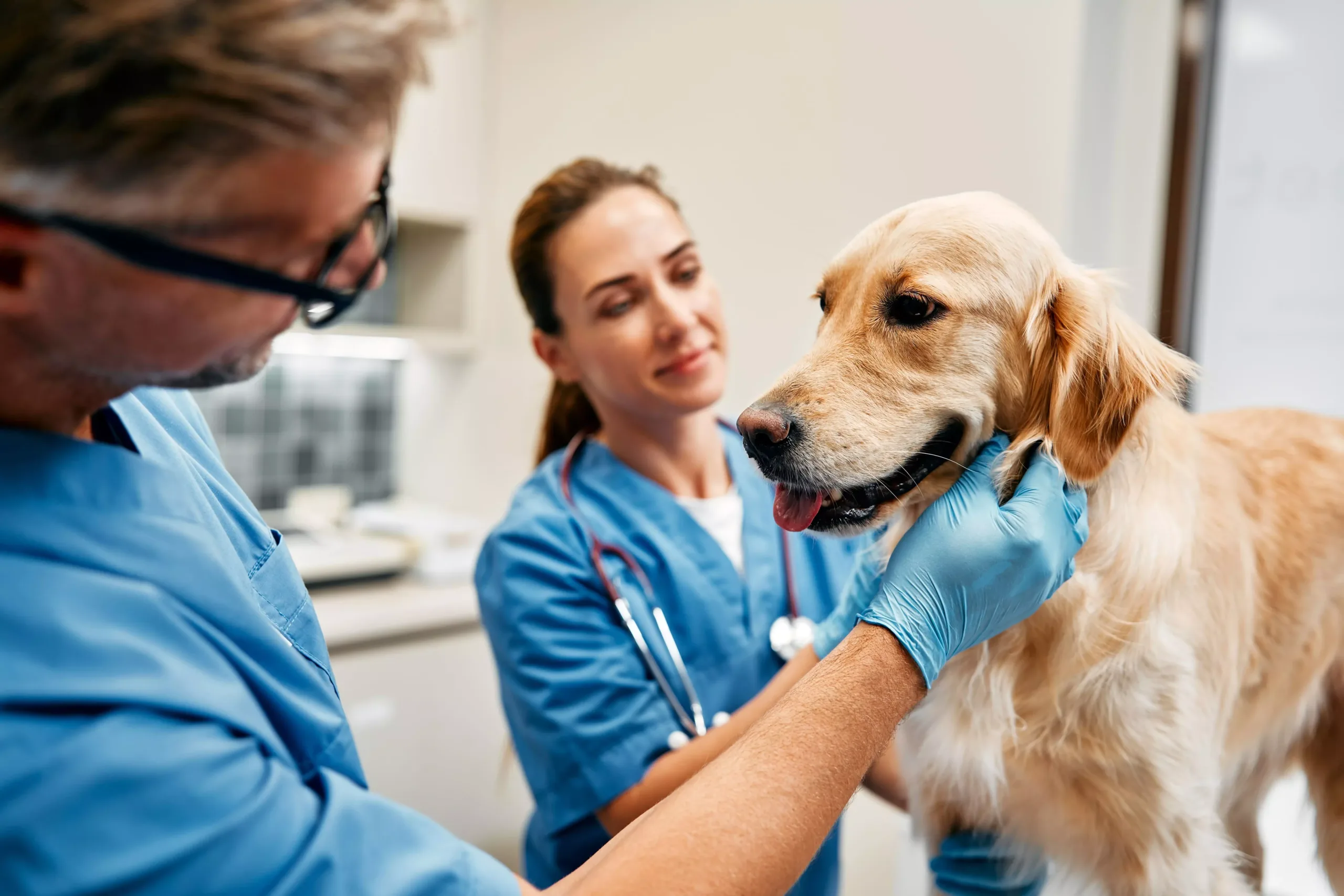 Vet do futuro: Saúde Pública, Especializações e Empreendedorismo - Desafios e Oportunidades na Medicina Veterinária