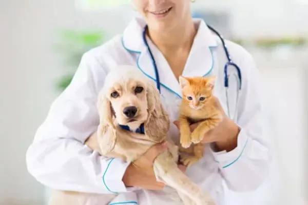 Dia de imersão comportamental - Medicina Veterinária